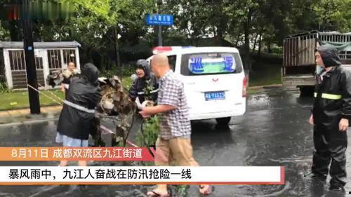 成都双流新闻爆料,突发事件引发关注,详情即将揭晓